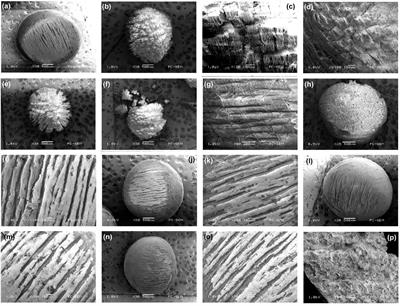 Cracking and Photo-Oxidation of Polyoxymethylene Degraded in Terrestrial and Simulated Marine Environments